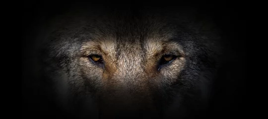 Tuinposter Wolf portret op een zwarte achtergrond © byrdyak