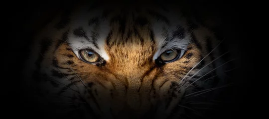 Fototapeten Tigerportrait auf schwarzem Hintergrund © byrdyak
