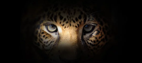 Poster Im Rahmen Leopardenporträt auf schwarzem Hintergrund © byrdyak