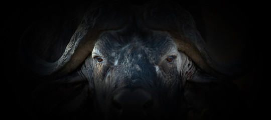 Buffalo portrait on a black background