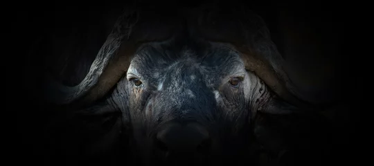Vlies Fototapete Tieren Büffelporträt auf schwarzem Hintergrund