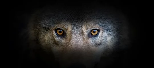 Fototapeten Wolfsporträt auf schwarzem Hintergrund © byrdyak