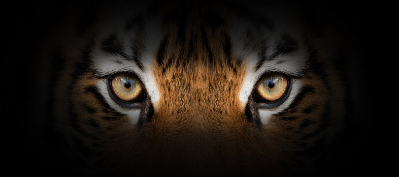 Tiger portrait on a black background