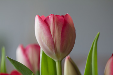 Nahaufnahme von einer rosa Tulpe