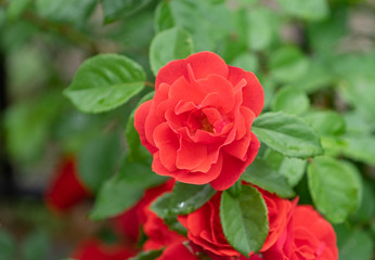 Red roses on a green blurred background of leaves.