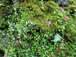 雨に濡れたコケの土壁