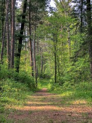 gravel path in the forest