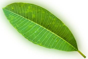 green leaf isolated on white background