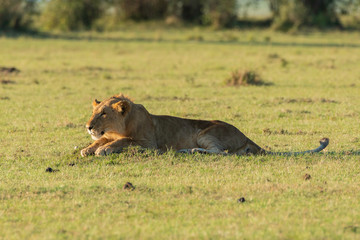 Obraz na płótnie Canvas Lions pride belonging to double cross pride enjoying a nice meal in the plains of africa inside Masai Mara National Reserve during a wildlife safari