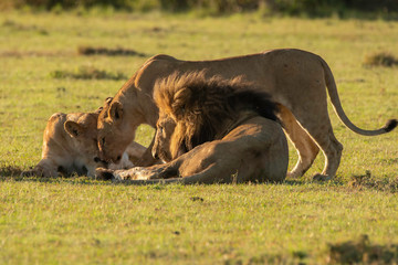 Fototapeta na wymiar A group of lions bonding in the plains of Africa inside Masai Mara National Reserve during a wildlife safari