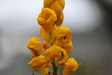 Lonely yellow flower in garden looks beautiful 