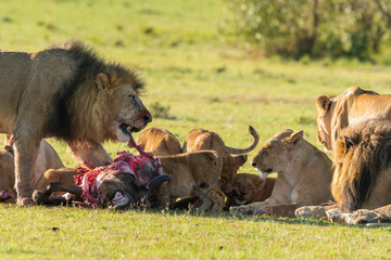 A pride of lions eating on a fresh kill of wildebeest in the plains of Africa inside Masai Mara National Reserve during a wildlife safari