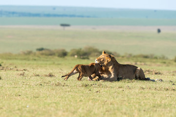 Fototapeta na wymiar A group of lion near the kill area inside Masai Mara National Reserve during a wildlife safari