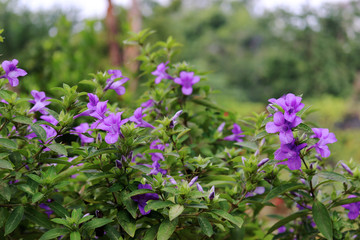 Firecracker Flower or Crossandra flower bed for butterflies
