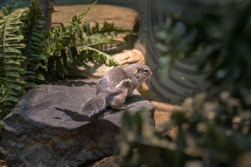 A tiny rodent watching its environment carefully