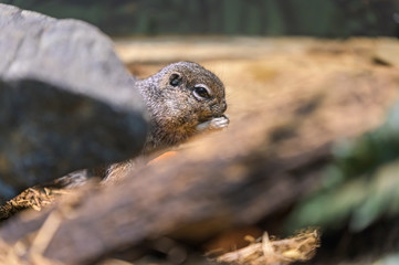 A tiny rodent enjoying a quick snack, while hiding behind a rock and a branch