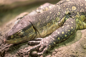 A Komodo Dragon lounging peacfully on its favorite rock