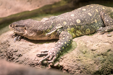 A Komodo Dragon lounging peacfully on its favorite rock