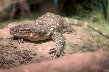 A Komodo Dragon lounging peacfully on its favorite rock