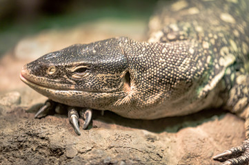 A Komodo Dragon lounging peacfully on its favorite rock