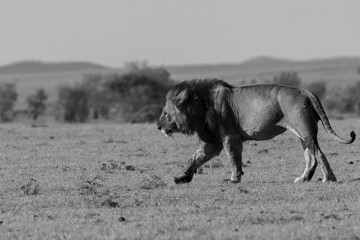 Fototapeta na wymiar A male lion walking majestically towards a bush in the plains of africa inside Masai Mara National Reserve during a wildlife safari