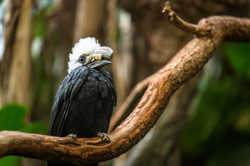 A White-Crested Hornbill sitting on a branch pondering his next move