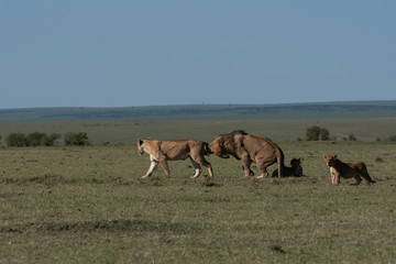 Naklejka na ściany i meble A male lion following lioness smelling as part of courtship display inside Masai Mara National Reserve during a wildlife safari