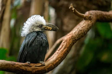 A White-Crested Hornbill sitting on a branch pondering his next move