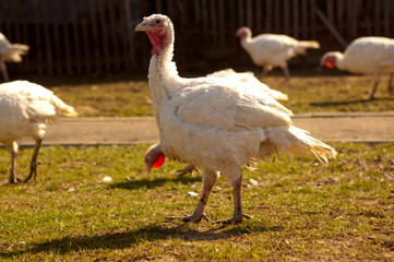 Domestic turkey pecking on a green lawn in the sun closeup portrait.  Funny female turkey as symbol of Thanksgiving. Cute farm bird head with white feathers. Keeping husbandry and livestock conception