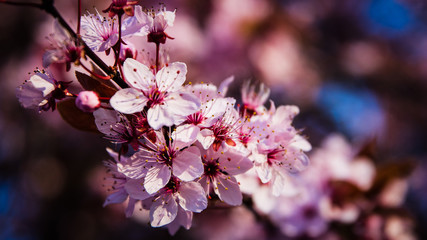 Wanaka, New Zealand - Cherry blossoms in full bloom