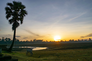 Fototapeta premium Rural sunset cow