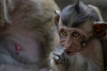 Baby monkey staring