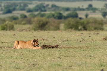 Lion cubs from double-cross pride playing close to the pride land inside Masai Mara National Reserve during a wildlife safari