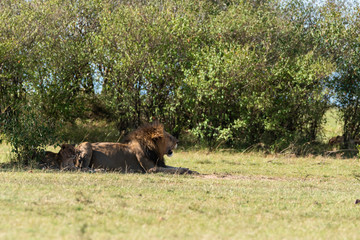 A male lion walking majestically towards a bush in the plains of africa inside Masai Mara National Reserve during a wildlife safari