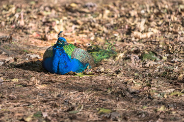 A colorful peacock resting leisurely in the warm afternoon sun