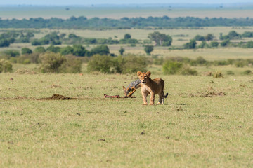 Lion cubs from double-cross pride playing close to the pride land inside Masai Mara National Reserve during a wildlife safari