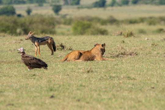 A jackal stealing a meat from lions in the plains of Africa inside Masai Mara National Reserve during a wildlife safari