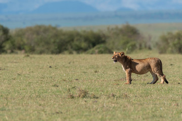 Lion cubs from double-cross pride playing close to the pride land inside Masai Mara National Reserve during a wildlife safari