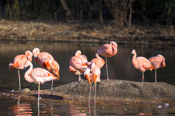Lavishly beautiful pink flamingos enjoying an afternoon bath in their favorite lake