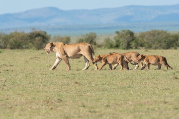 A lioness from double-cross pride walking towards a shade with cubs in the plains of Africa inside Masai Mara National Reserve during a wildlife safari