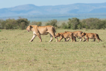 Naklejka na ściany i meble A lioness from double-cross pride walking towards a shade with cubs in the plains of Africa inside Masai Mara National Reserve during a wildlife safari