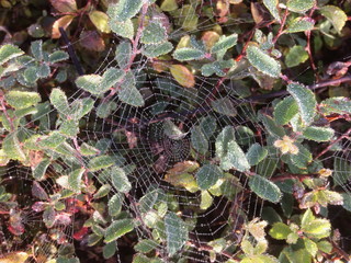 Cobweb with dew drops