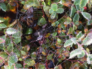 Cobweb with dew drops
