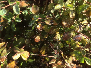 Cobweb with dew drops