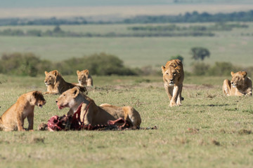 Fototapeta na wymiar A sub-adult male lion trying to approach the feeding grounds inside Masai Mara National Reserve during a wildlife safari