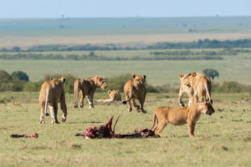 A lead lioness trying to shoo away sub-adult male lions from feeding grounds on a fresh kill in the plains of Africa inside Masai Mara National Reserve during a wildlife safari