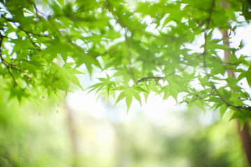 Soft focus of beautiful greenery maple leaves in the nature with blurred background.