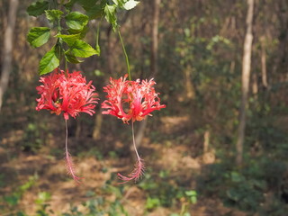 Close-up Spider hibiscus red flower hang on branch with green nature blurred background, common names include fringed rosemallow, Japanese lantern, coral hibiscus, and spider hibiscus.