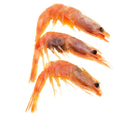 shrimp with caviar on a white background
