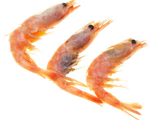 shrimp with caviar on a white background